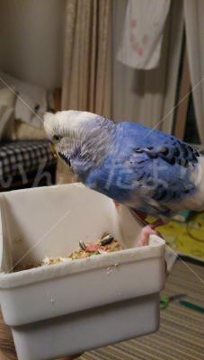 保護鳥の写真