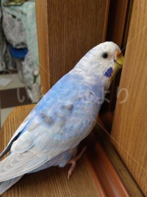 迷い鳥の写真
