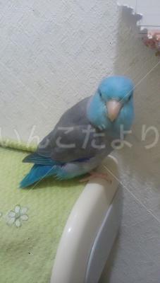迷い鳥の写真
