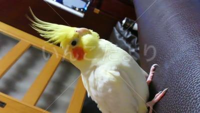 迷い鳥の写真