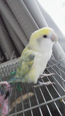 迷い鳥の写真