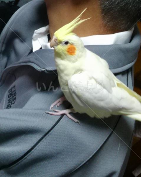迷い鳥の写真