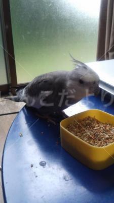 保護鳥の写真