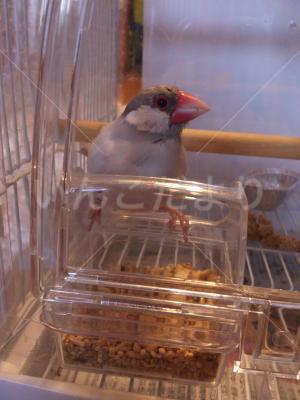 保護鳥の写真