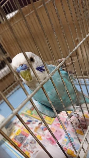 保護鳥の写真