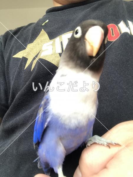迷い鳥の写真