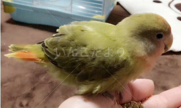 保護鳥の写真