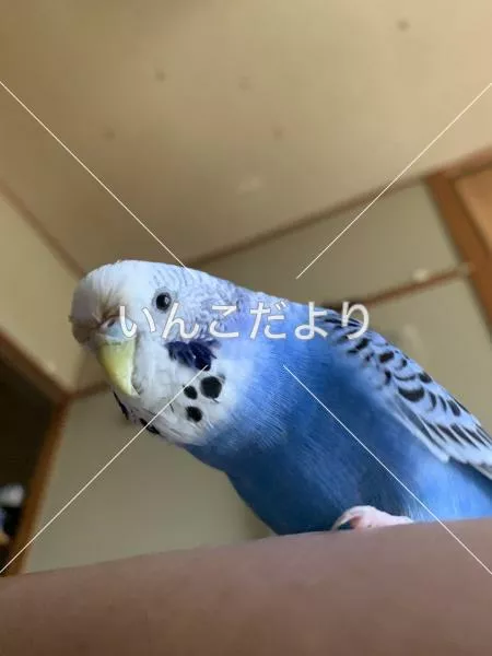 迷い鳥の写真