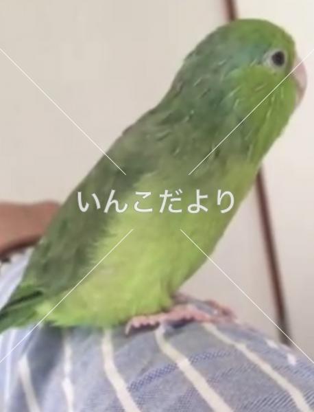迷い鳥の写真