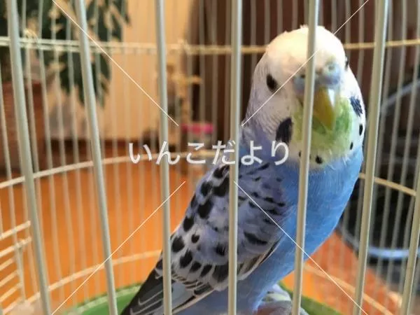 保護鳥の写真