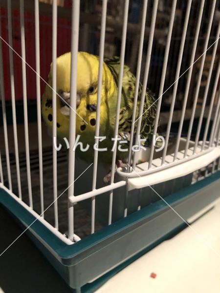 保護鳥の写真