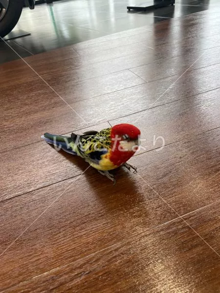 保護鳥の写真