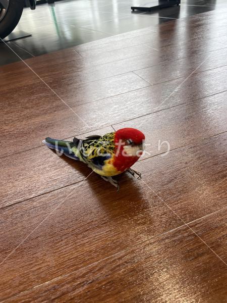 保護鳥の写真