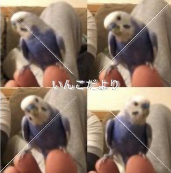 迷い鳥の写真