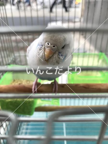 保護鳥の写真