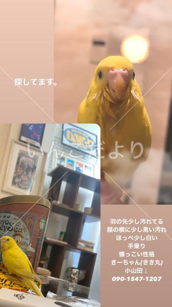 迷い鳥の写真