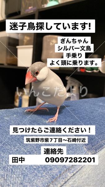 迷い鳥の写真