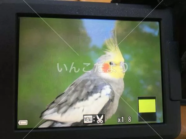 保護鳥の写真