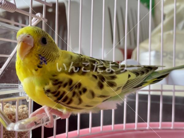 迷い鳥の写真