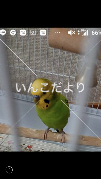 迷い鳥の写真