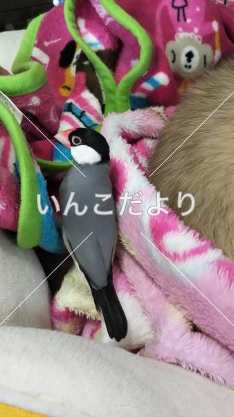 迷い鳥の写真