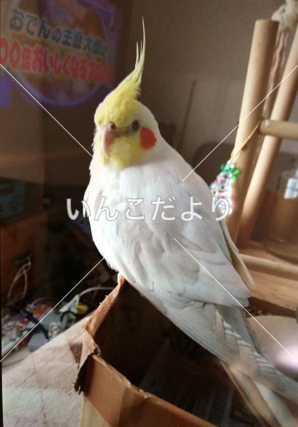迷い鳥の写真