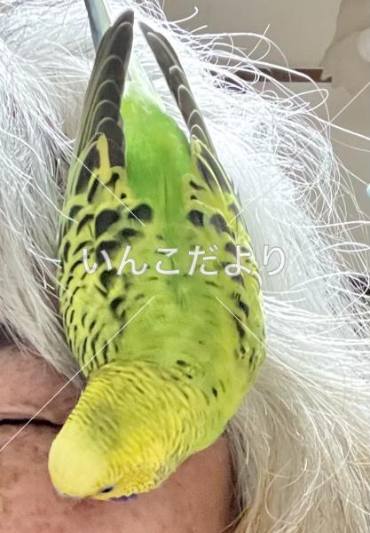 迷い鳥の写真