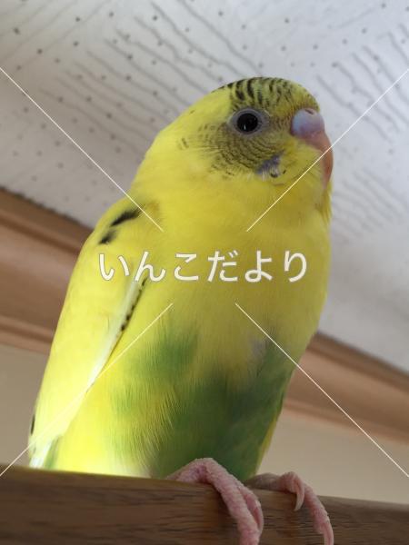 迷い鳥の写真