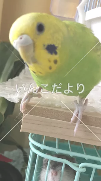 迷い鳥の写真