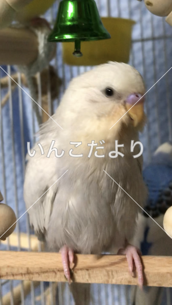 迷い鳥の写真