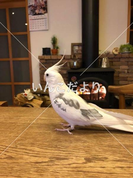 迷い鳥の写真