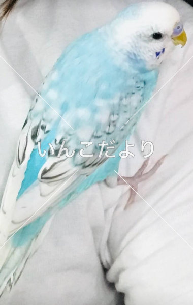 迷い鳥の写真