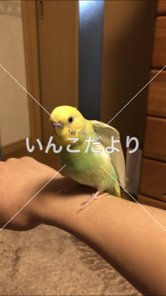 迷い鳥の写真
