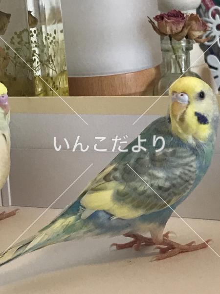 迷い鳥の写真