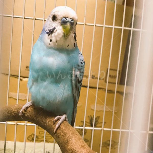 保護鳥の写真