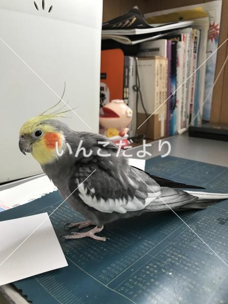 迷い鳥の写真