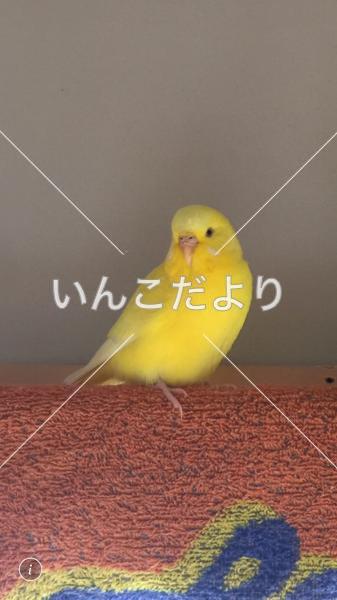 迷い鳥の写真