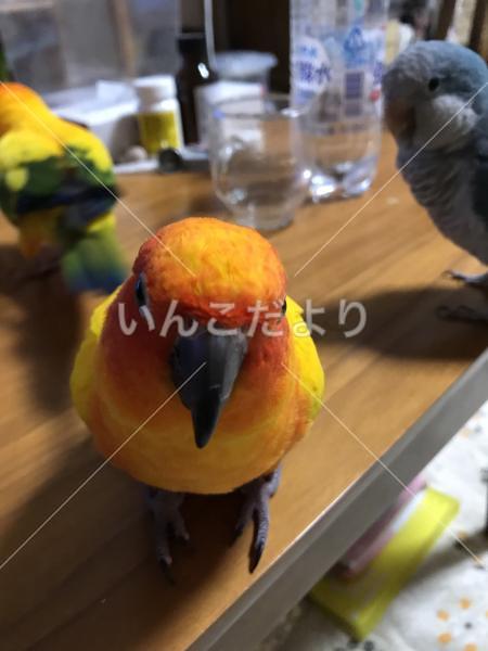 迷い鳥の写真