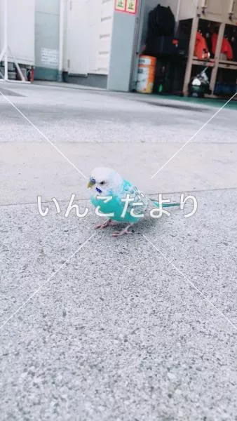 保護鳥の写真