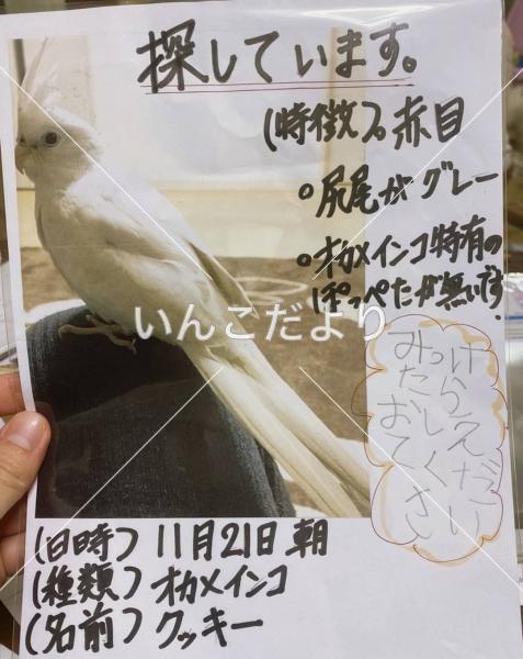 迷い鳥の写真
