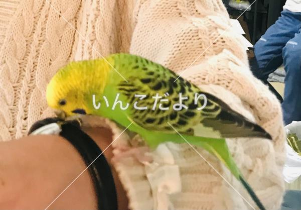 迷い鳥の写真
