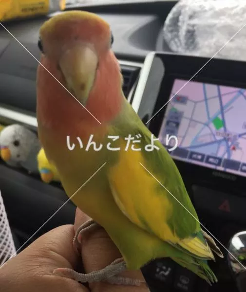 保護鳥の写真