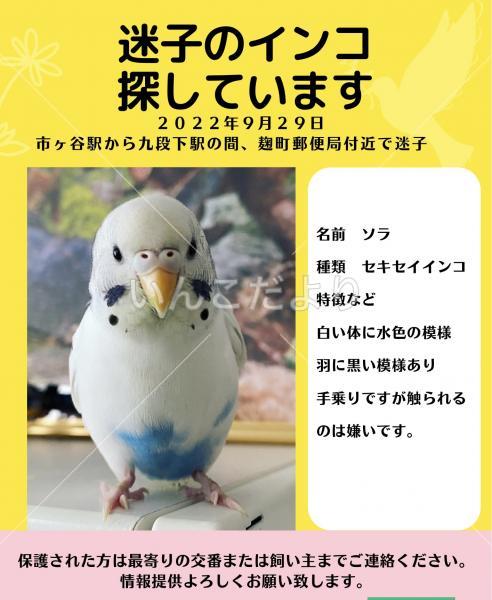 迷い鳥の写真