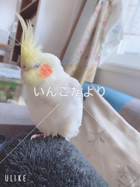 迷い鳥の写真