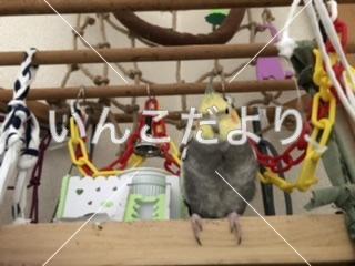 迷い鳥の写真