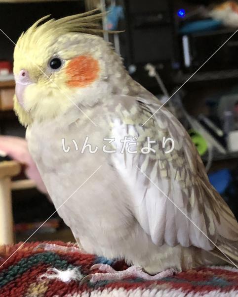 迷い鳥の写真