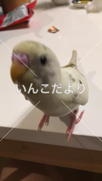 迷い鳥の写真