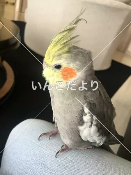 保護鳥の写真