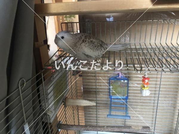 迷い鳥の写真