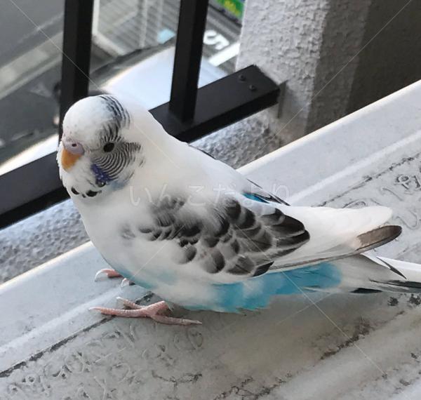 保護鳥の写真